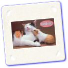 Humour Fun Kat Met Cavia - Kato Kun Kavio - Cat With Guinea Pig - Katze Mit Meerschweinchen.jpg